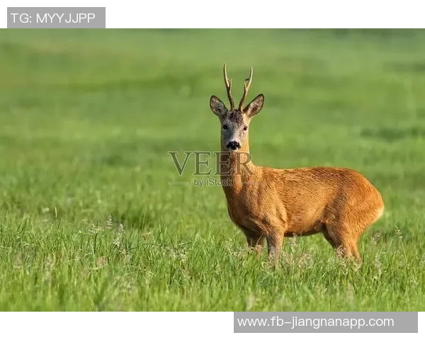 记者分析无字鹿获胜背后的深远意义彰显雄鹿实力不容忽视